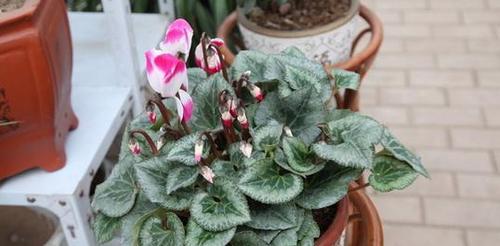 仙客来是否四季开花（了解仙客来四季开花的秘密）