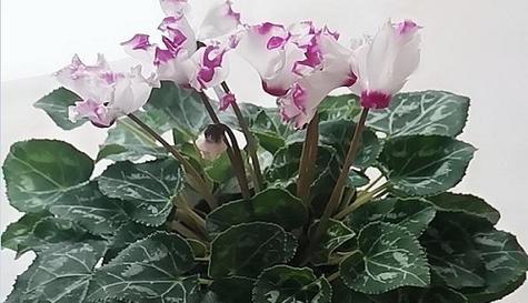 仙客来的喜阳还是喜阴（探究仙客来喜阳/喜阴的特点和习性）