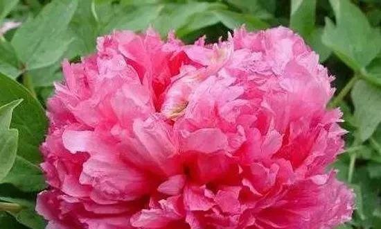 红丁香花语（探索红丁香花的美丽语言）