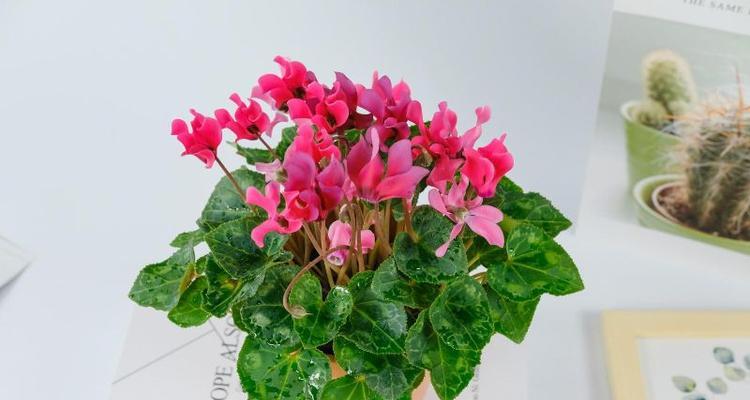 夏季仙客来的浇水技巧（科学合理的浇水方式让仙客来更健康茁壮）