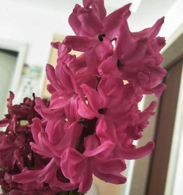 红色风信子花语的深意（探寻风信子花朵的浓郁情感）