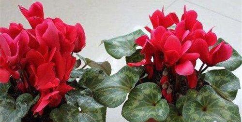 仙客来一年开几次花（探秘仙客花开规律及其意义）