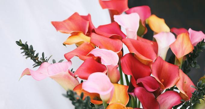 红色马蹄莲花——爱情的象征（红色马蹄莲花语解析与传承）