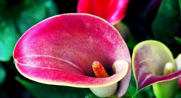 红色马蹄莲花——爱情的象征（红色马蹄莲花语解析与传承）