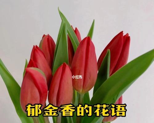 红色郁金香的花语（探索红色郁金香背后的寓意与情感）
