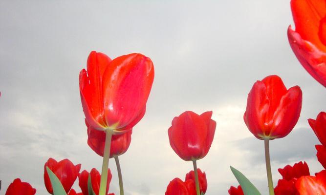 红色郁金香的花语与寓意（探究红色郁金香的美丽与象征）