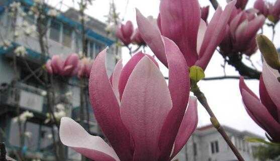 红玉兰花的寓意与象征——展现坚韧与纯洁（红玉兰花的美丽与意义）