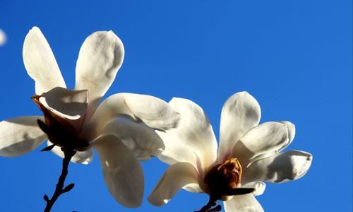 红玉兰花的寓意与象征——展现坚韧与纯洁（红玉兰花的美丽与意义）