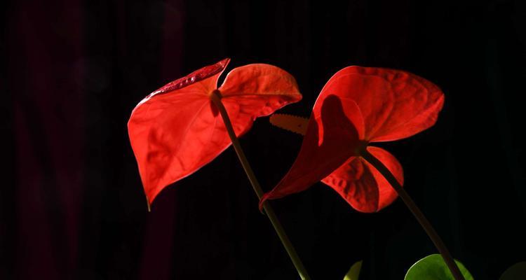 红掌花花语（红掌花花语的寓意与传承）