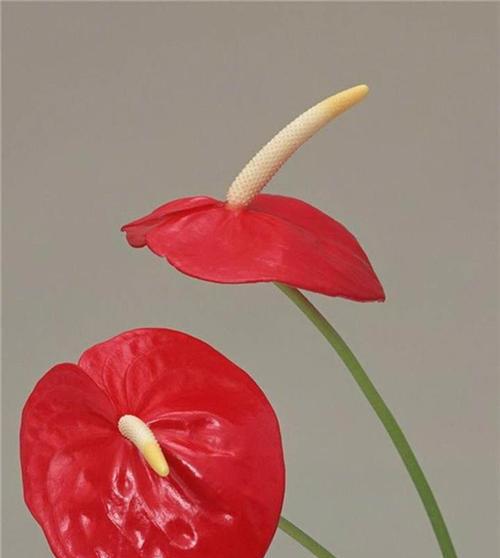 红掌花的花语与象征（揭示红掌花的秘密）