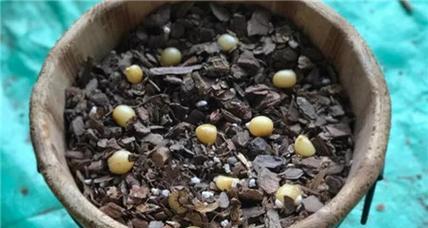 仙客来种子种植指南（种植技巧）