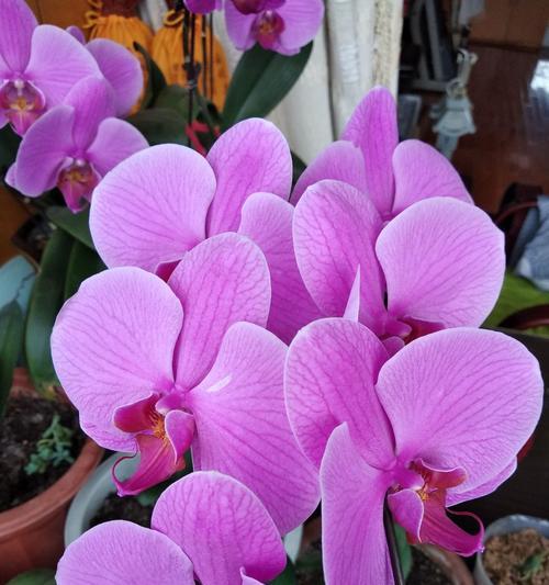 蝴蝶兰（蝴蝶兰的花语及其在生活中的应用）