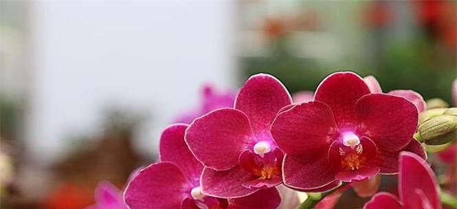 蝴蝶兰（蝴蝶兰的花语及其在生活中的应用）