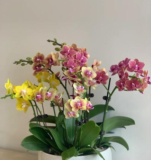 蝴蝶兰（蝴蝶兰的花语及其在生活中的应用）
