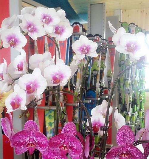 蝴蝶兰花语的深意与象征（探索蝴蝶兰的意义与传承）