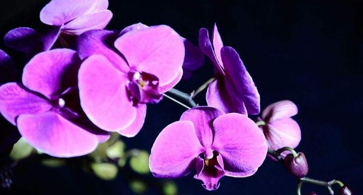 蝴蝶兰花语的深意与象征（探索蝴蝶兰的意义与传承）