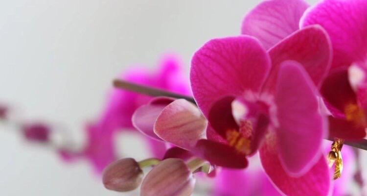 蝴蝶兰花语与寓意（用花言蝴蝶般绽放）