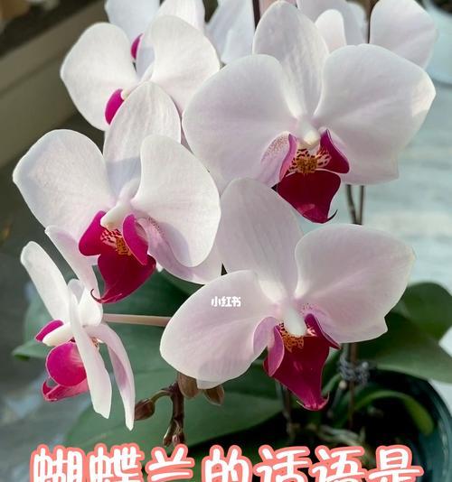 蝴蝶兰传说故事（揭秘蝴蝶兰花语）