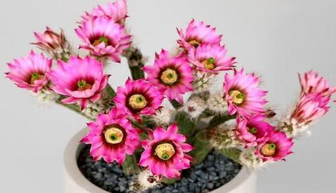 仙人棒的开花时期（探究仙人棒的开花季节及环境影响因素）