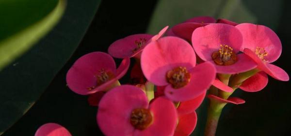 虎刺梅花语（虎刺梅——盛开着的生命奇迹）