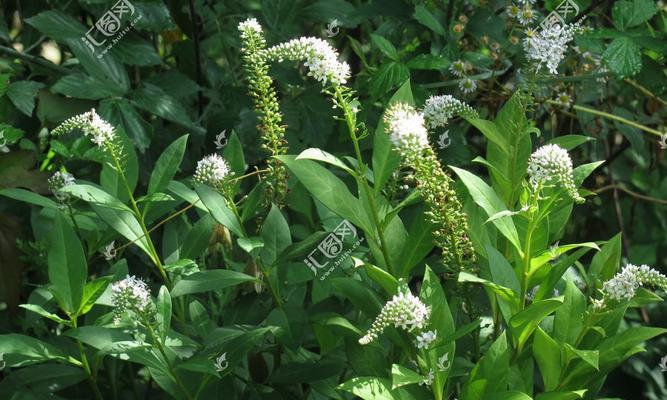 虎尾草花语（探索虎尾草花语的象征意义及心灵启示）