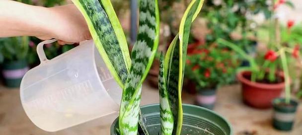 虎尾兰的花语与意义（探索虎尾兰背后隐藏的15个寓意）