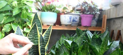 虎尾兰的花语与意义（探索虎尾兰背后隐藏的15个寓意）