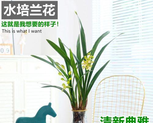 花卉分类的意义与方法（从多角度了解花卉分类的重要性及分类方法）