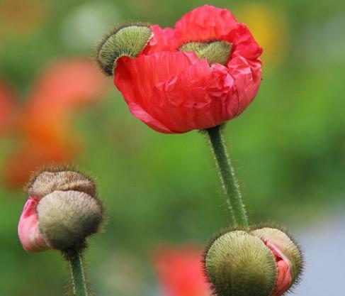 花语中的虐心之花（一朵比比皆是的悲伤）