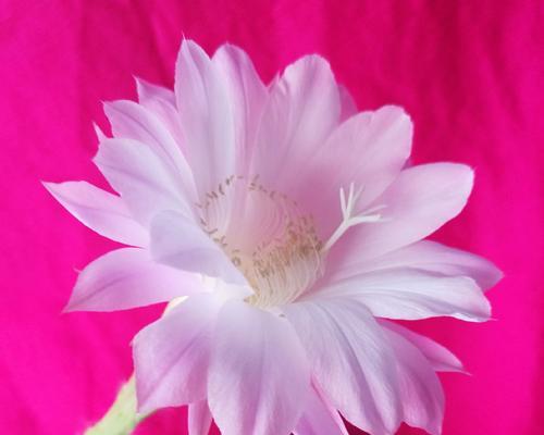 花语大全（追寻勇气和韧性的花朵）