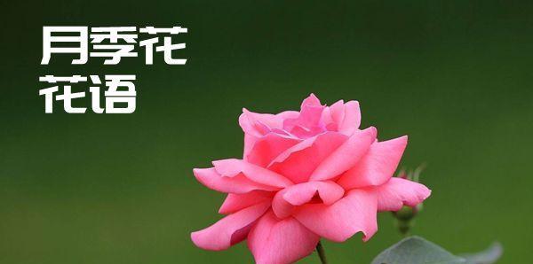 花语含义大全（探寻花语之谜）