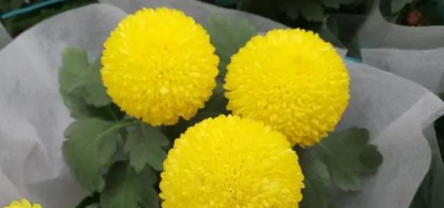 花语含义大全（探寻花语之谜）