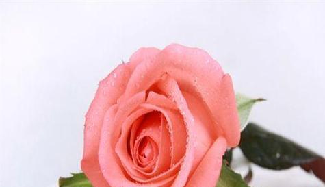 花语之美——揭示花种类与花语的奥秘（探索花与情感的亲密关系）