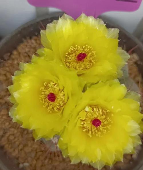 仙人球开花时间长久，了解它的生长周期（探究仙人球生长过程中的重要节点）