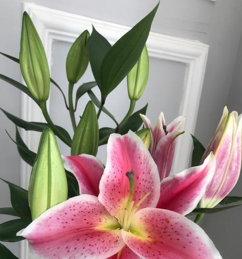 黄百合花的寓意与象征（探寻黄百合花的美丽与深意）