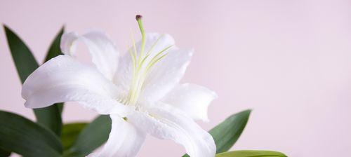 黄百合花的寓意与象征（探寻黄百合花的美丽与深意）