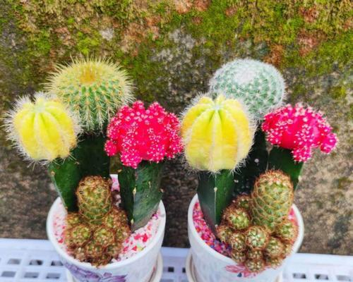仙人球花的花语与寓意（探秘仙人球花背后的象征意义）