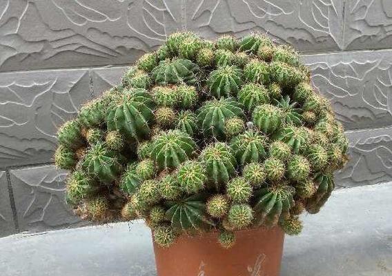 仙人球花的食用价值（美味可口的“荒漠果实”——仙人球花）