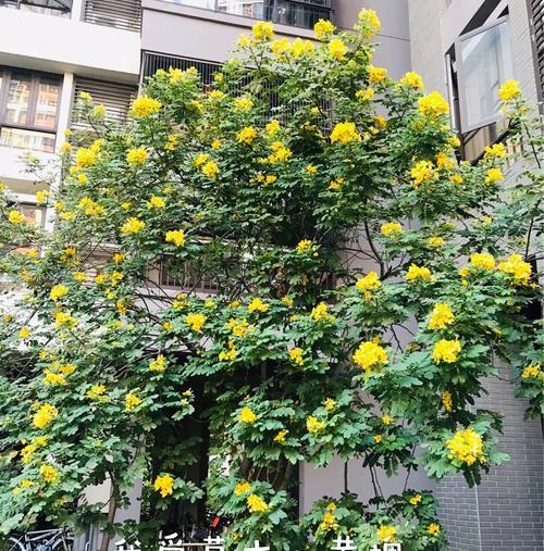 黄花槐的深刻寓意（生命力）