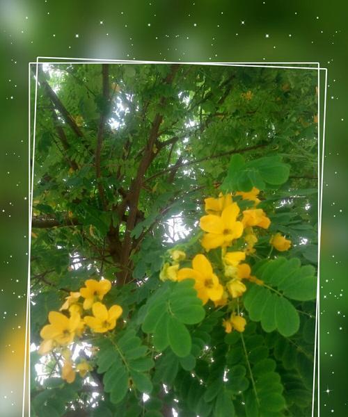黄花槐的深刻寓意（生命力）