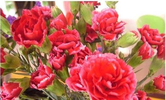 黄康乃馨花语（花开寄语）