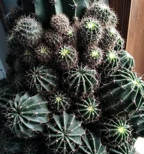 仙人球换盆的时间和方法（打造健康的仙人球植株）