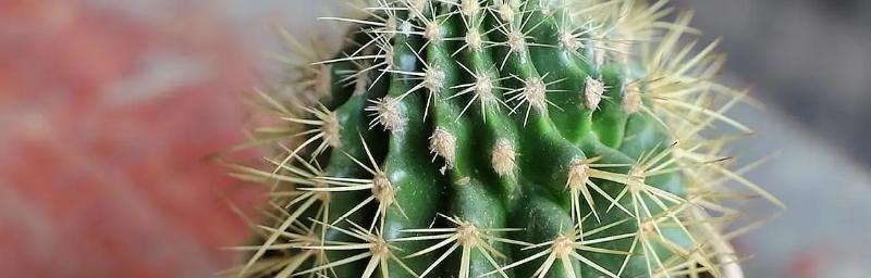 探究仙人球果实的营养价值及食用方法（从营养学角度分析仙人球果实的成分）