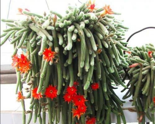 仙人球金手指开花的奥秘（探秘仙人球金手指的开花过程及特征）