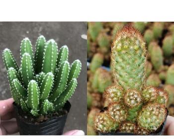 仙人球金手指开花的奥秘（探秘仙人球金手指的开花过程及特征）
