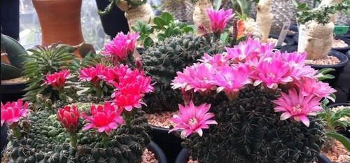 仙人球开花之美（一场令人惊艳的自然盛宴）