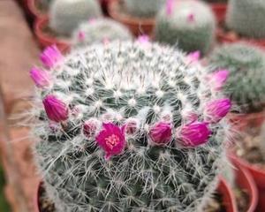 仙人球开花之美（一场令人惊艳的自然盛宴）