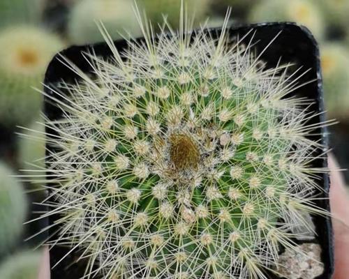 仙人球开花有毒吗（室内养仙人球全攻略）