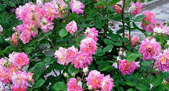 黄月季花的寓意（探寻黄月季花的象征意义与文化内涵）