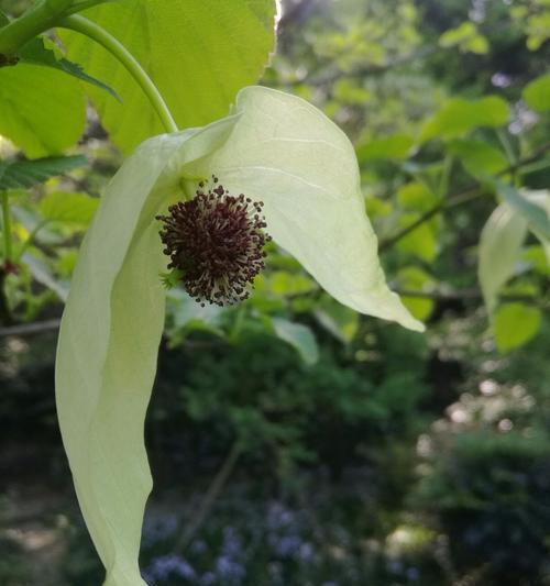 活化石植物（探索活化石植物的迷思与价值）